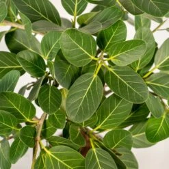 Ficus Benghalensis - H75cm, ø21cm - Grande Plante D'intérieur -Promos Floromyst Boutique 3f3b63b3e155378d