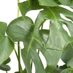 Monstera Deliciosa - H55cm, ø17cm - Plante D'intérieur -Promos Floromyst Boutique 403df5ce7a9af6ee