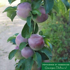 Pommier Colonnaire Chinon : Conteneur 12 Litres -Promos Floromyst Boutique 423700 001