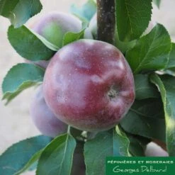 Pommier Colonnaire Chinon : Conteneur 12 Litres -Promos Floromyst Boutique 423700 002