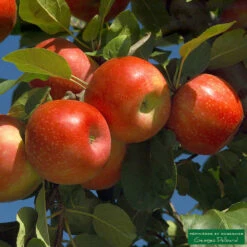 Pommier Ariane : Gobelet 3 Ans D'âge 7 Pommier Ariane : Gobelet 3 Ans D'âge -Promos Floromyst Boutique 427320 001