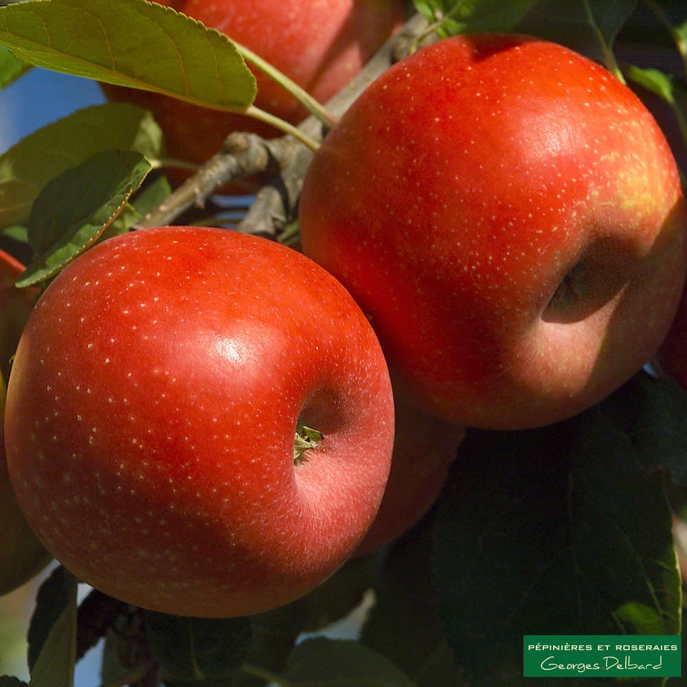 Pommier Ariane : Gobelet 3 Ans D'âge 1 Pommier Ariane : Gobelet 3 Ans D'âge
