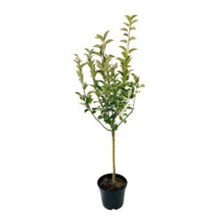 Pommier Ariane : Gobelet 3 Ans D'âge 6 Pommier Ariane : Gobelet 3 Ans D'âge -Promos Floromyst Boutique 427320 003