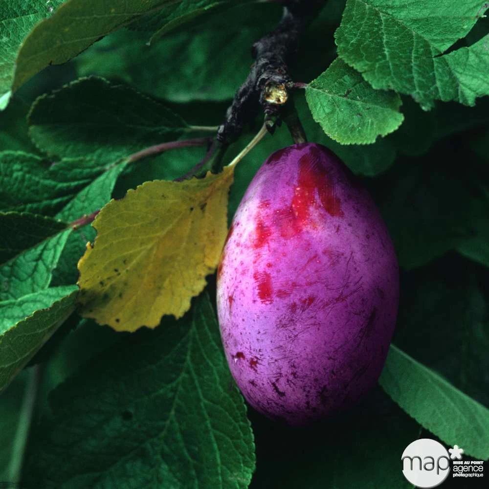 Prunier Quetsche Stanley : Demi Tige 2 Prunier Quetsche Stanley : Demi Tige – Image 2