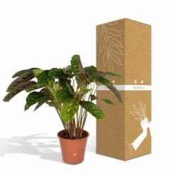 Calathea Flamestar - H75cm, ø19cm - Grande Plante D'intérieur 9 Calathea Flamestar - H75cm, ø19cm - Grande Plante D'intérieur -Promos Floromyst Boutique 42cf26d6aec70c6e