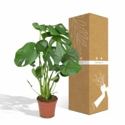 Monstera Deliciosa - H55cm, ø17cm - Plante D'intérieur -Promos Floromyst Boutique 4599ee42bbec50b0