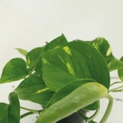 Epipremnum Aureum Scindapsus X2 - H25cm, ø15cm - Plante D'intérieur -Promos Floromyst Boutique 461f129a2cd4c0d8