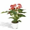 Anthurium Rouge - H55cm, ø17cm - Plante D'intérieur