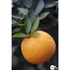 Bergamotier:AB Conteneur 3 Litres -Promos Floromyst Boutique 493514 001