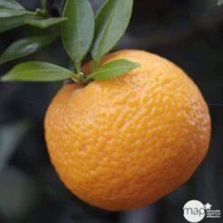 Bergamotier:AB Conteneur 3 Litres -Promos Floromyst Boutique 493514 002