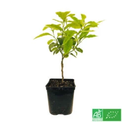 Bergamotier:AB Conteneur 3 Litres -Promos Floromyst Boutique 493514 006