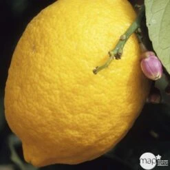 Citronnier 4 Saisons:AB Conteneur 3 Litres 8 Citronnier 4 Saisons:AB Conteneur 3 Litres -Promos Floromyst Boutique 493516 001