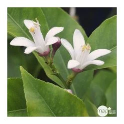 Citronnier 4 Saisons:AB Conteneur 3 Litres 9 Citronnier 4 Saisons:AB Conteneur 3 Litres -Promos Floromyst Boutique 493516 002