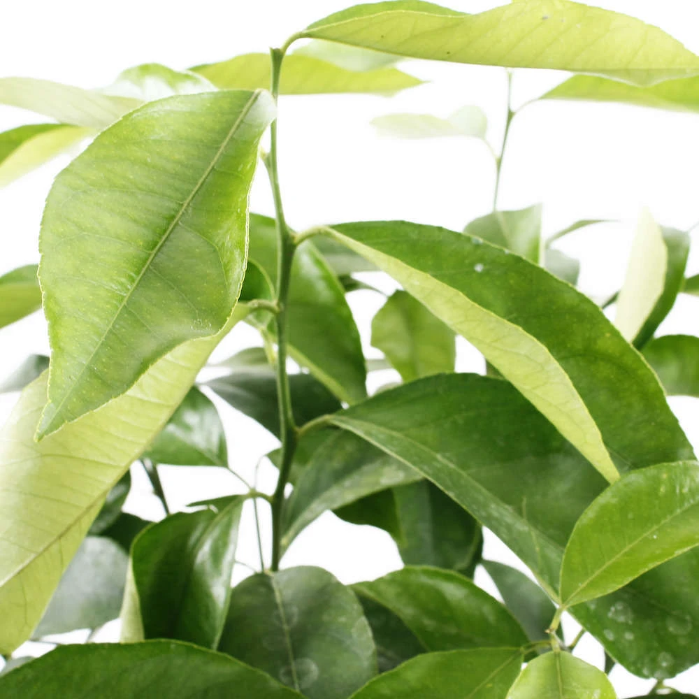 Citronnier 4 Saisons:AB Conteneur 3 Litres 5 Citronnier 4 Saisons:AB Conteneur 3 Litres – Image 5