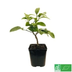 Citronnier Meyer:AB Conteneur 3 Litres -Promos Floromyst Boutique 493531 005