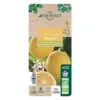 Citronnier Meyer:AB Conteneur 3 Litres