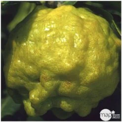 Combava AB :conteneur 3 Litres -Promos Floromyst Boutique 493533 004