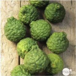 Combava AB :conteneur 3 Litres -Promos Floromyst Boutique 493533 005