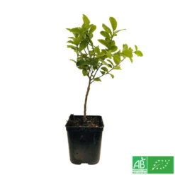 Limettier ' Mexicaine':AB Conteneur 3 Litres -Promos Floromyst Boutique 493535 003