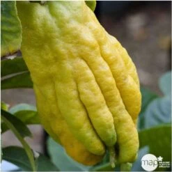 Main De Bouddah:AB Conteneur 3 Litres -Promos Floromyst Boutique 493536 001