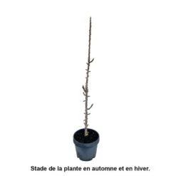 Pommier Colonnaire 'Chenonceau'®: Conteneur 12 Litres -Promos Floromyst Boutique 498583 002