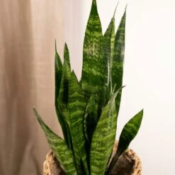 Sansevieria Zeylanica - H55cm, ø14cm - Plante D'intérieur Sans Entretien -Promos Floromyst Boutique 4b22abfedd7b3d72