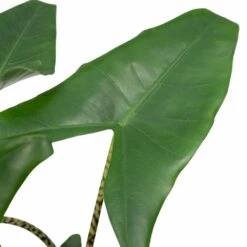 Alocasia Zebrina - H75cm, ø19cm - Grande Plante D'intérieur -Promos Floromyst Boutique 4d92f21551794d46