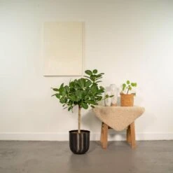 Ficus Benghalensis Et Son Cache-pot Noir - H90cm, ø21cm - Grande Plante D'intérieur 6 Ficus Benghalensis Et Son Cache-pot Noir - H90cm, ø21cm - Grande Plante D'intérieur -Promos Floromyst Boutique 4de4c9db899dfa70