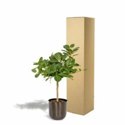 Ficus Benghalensis Et Son Cache-pot Noir - H90cm, ø21cm - Grande Plante D'intérieur 9 Ficus Benghalensis Et Son Cache-pot Noir - H90cm, ø21cm - Grande Plante D'intérieur -Promos Floromyst Boutique 4eb4833498f77221
