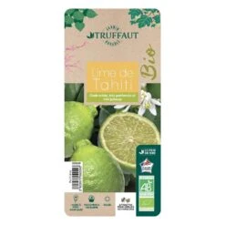 Lime De Tahiti : Quart De Tige, Pot 3L, Agriculture Biologique -Promos Floromyst Boutique 509209 008