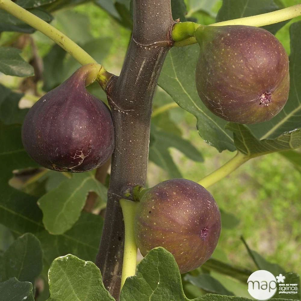 Figuier 'Rouge De Bordeaux' Tige : Pot 10 L 2 Figuier 'Rouge De Bordeaux' Tige : Pot 10 L – Image 2