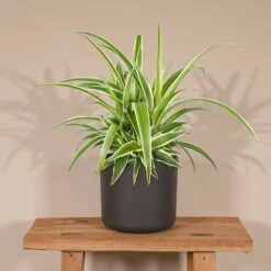 Chlorophytum - H25cm, ø12cm - Plante D'intérieur -Promos Floromyst Boutique 5158e599a2441ed9