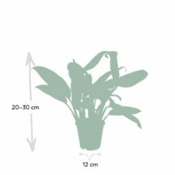 Aglaonema Christina - H30cm, ø12cm - Plante D'intérieur 8 Aglaonema Christina - H30cm, ø12cm - Plante D'intérieur -Promos Floromyst Boutique 52d68148d9d73b0c