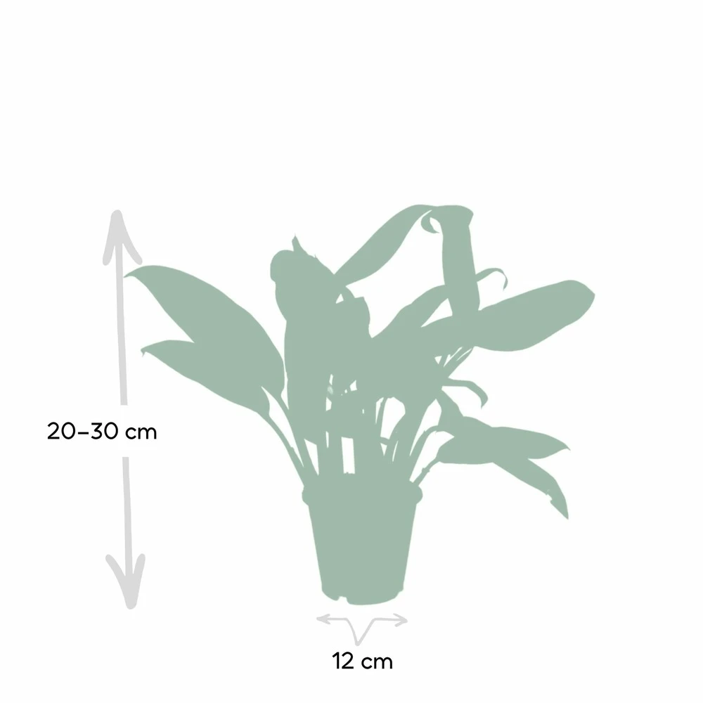 Aglaonema Christina - H30cm, ø12cm - Plante D'intérieur 4 Aglaonema Christina - H30cm, ø12cm - Plante D'intérieur – Image 4