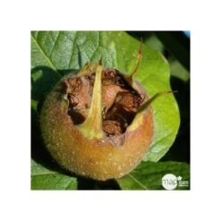 Eriobotrya 'Japonica': Ctr 18L 6 Eriobotrya 'Japonica': Ctr 18L -Promos Floromyst Boutique 532439 001