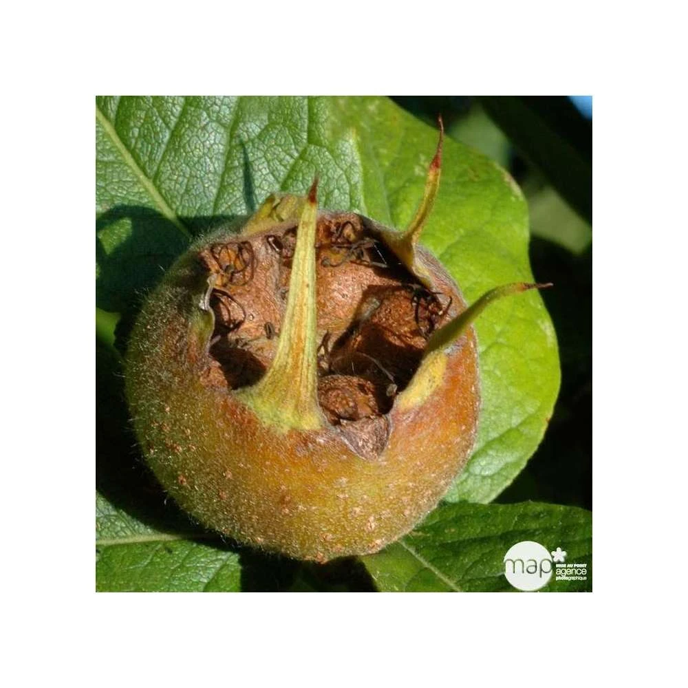 Eriobotrya 'Japonica': Ctr 18L 2 Eriobotrya 'Japonica': Ctr 18L – Image 2