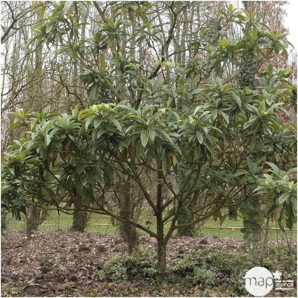 Eriobotrya 'Japonica': Ctr 18L 3 Eriobotrya 'Japonica': Ctr 18L – Image 3
