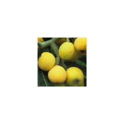 Eriobotrya 'Japonica': Ctr 18L 9 Eriobotrya 'Japonica': Ctr 18L -Promos Floromyst Boutique 532439 005