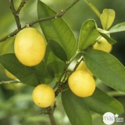 Limequat:AB Conteneur 3 Litres 9 Limequat:AB Conteneur 3 Litres -Promos Floromyst Boutique 536191 004