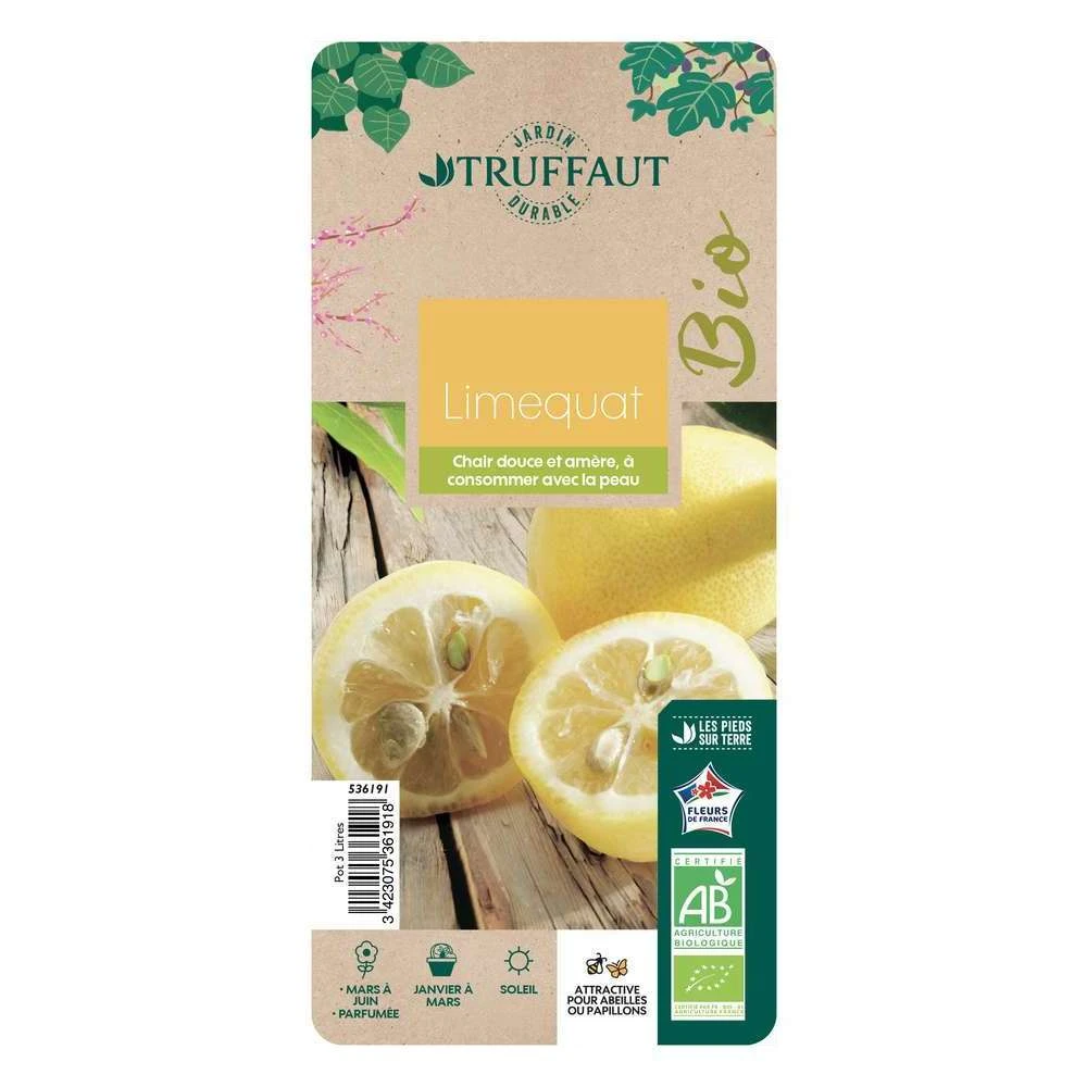 Limequat:AB Conteneur 3 Litres 2 Limequat:AB Conteneur 3 Litres – Image 2
