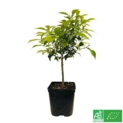 Yuzu AB:pot 3L -Promos Floromyst Boutique 540978 005