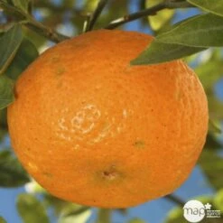 Agrumes XXL: C 5L - Variétés Variables -Promos Floromyst Boutique 552321 003