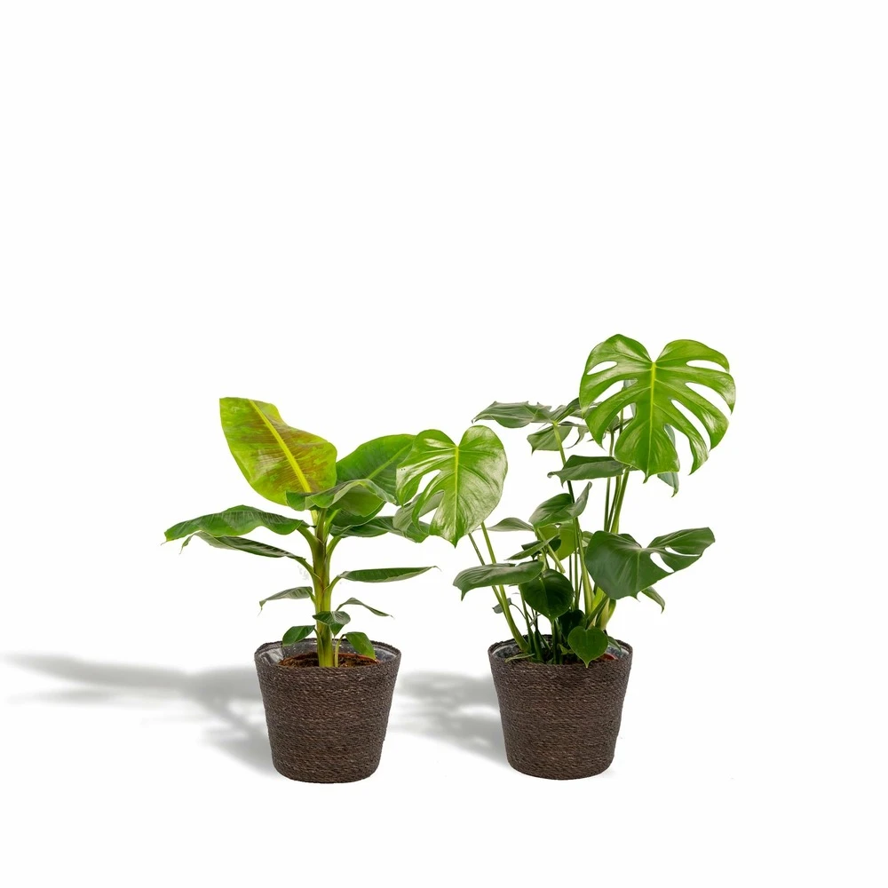 Monstera Deliciosa, Bananier Musa Et Leurs Paniers Noirs, Duo De Plantes - Grandes Plantes D'intérieur 1 Monstera Deliciosa, Bananier Musa Et Leurs Paniers Noirs, Duo De Plantes - Grandes Plantes D'intérieur