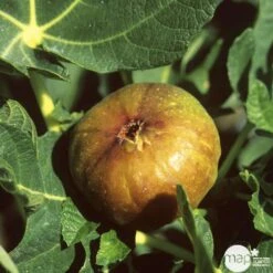 Figuier 'Madeleine Des Deux Saisons' :tige Conteneur 10 Litres -Promos Floromyst Boutique 563583 001