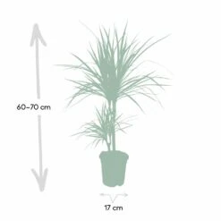 Dracaena Marginata - H70cm, ø17cm - Grande Plante D'intérieur -Promos Floromyst Boutique 59154e5733f16093