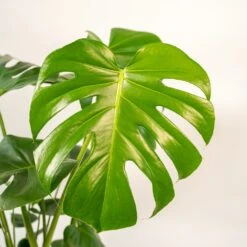 Delicious Monstera Et Son Panier Noir - H80cm, ø21cm - Plante D'intérieur -Promos Floromyst Boutique 5949c9bf08df5684