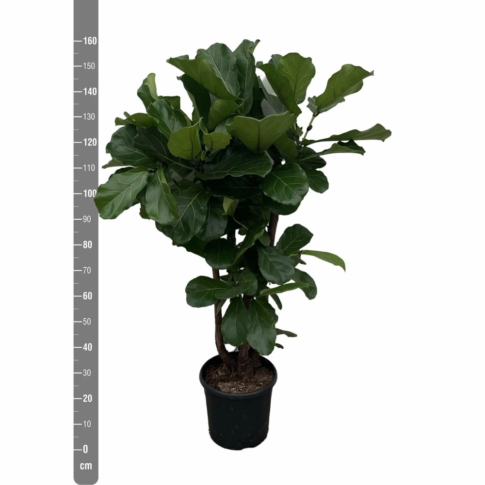 Ficus Lyrata Xxl - H160cm, ø30cm - Très Grande Plante D'intérieur 2 Ficus Lyrata Xxl - H160cm, ø30cm - Très Grande Plante D'intérieur – Image 2