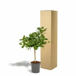 Ficus Benghalensis - H75cm, ø21cm - Grande Plante D'intérieur -Promos Floromyst Boutique 5c1e293321750c74