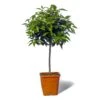Mandarinier Satsuma Bio "citrus Unshiu" Tailles:pot De 3 Litres, Hauteur 30/40 Cm