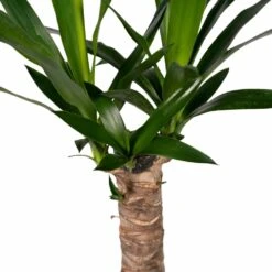 Yucca - H40cm, ø14cm - Plante D'intérieur -Promos Floromyst Boutique 5f16e0f52d300105